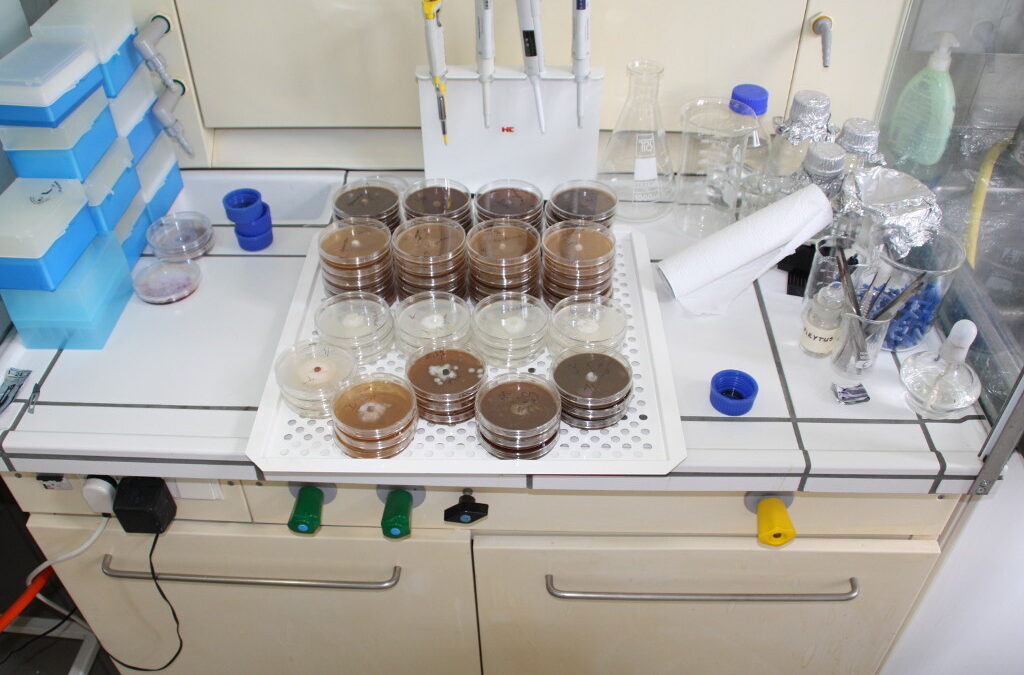 Zagospodarowanie poprodukcyjnych odpadów zielarskich do wytwarzania ekologicznych preparatów biobójczych